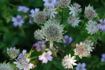 Close up Astrantia en Campanula