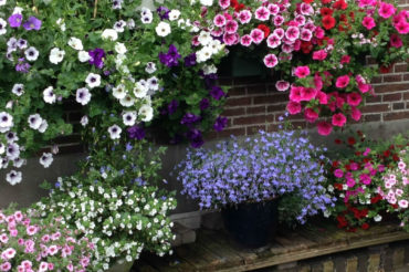 Potten met primula en lobelia