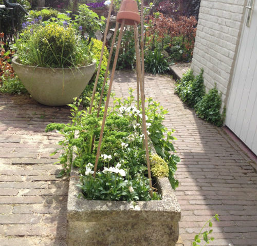 Stenen plantenbak met kruiden