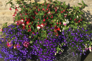 Plantenbak met fuchsia en lobelia