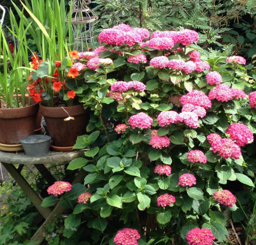 Hortensia in de zomer